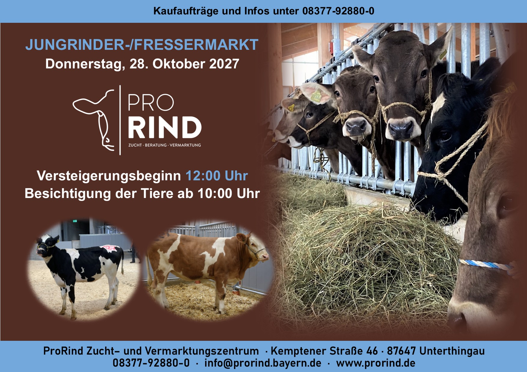 Jungrinder/Fresser/Kalbinnen: Auktion am 28.10.2027