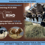 Jungrinder/Fresser/Kalbinnen: Auktion am 28.10.2027