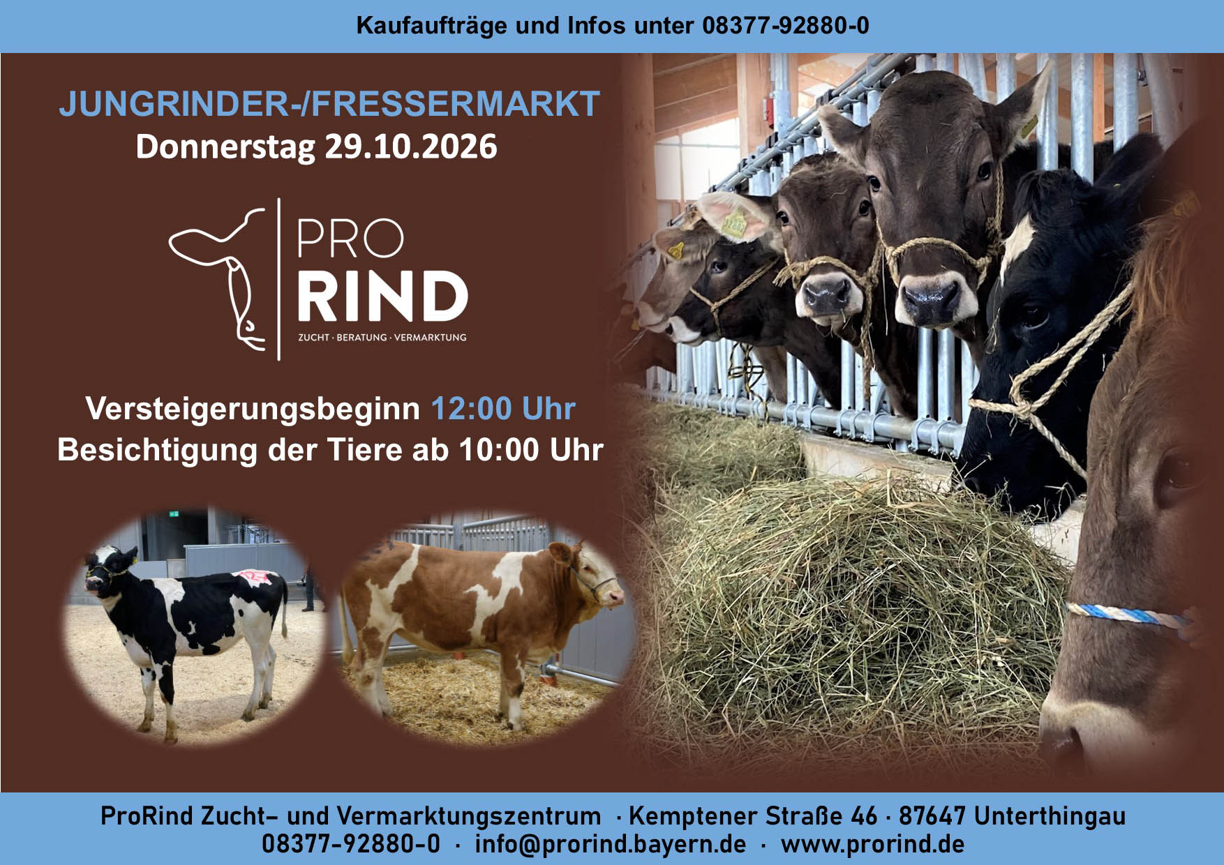 Jungrinder/Fresser/Kalbinnen: Auktion am 28.10.2027