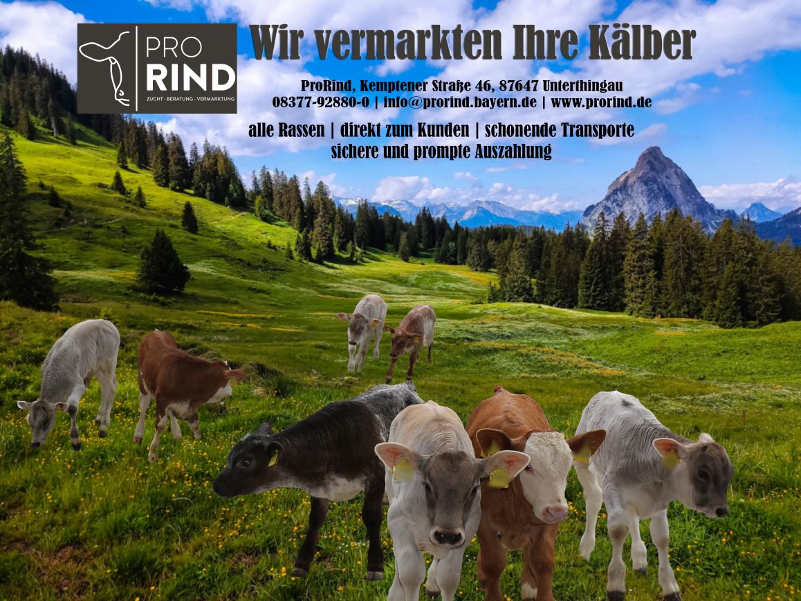 Nutzkälbermarkt immer montags in Unterthingau
